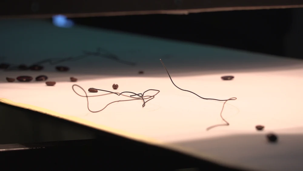 Bent wires and coffee beans on Grafofon’s moving paper; photograph by Juraj Starovecký